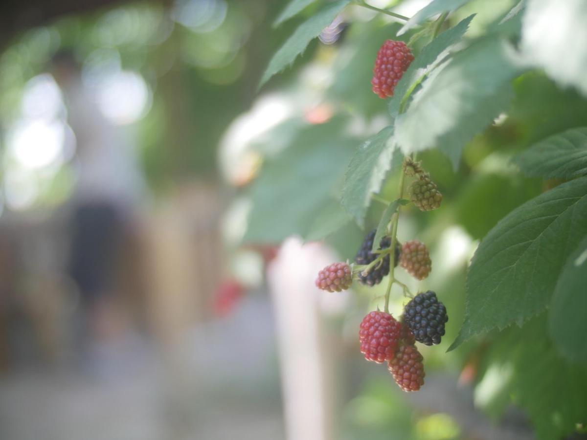 Byurakan Guesthouse & Cottage ภายนอก รูปภาพ